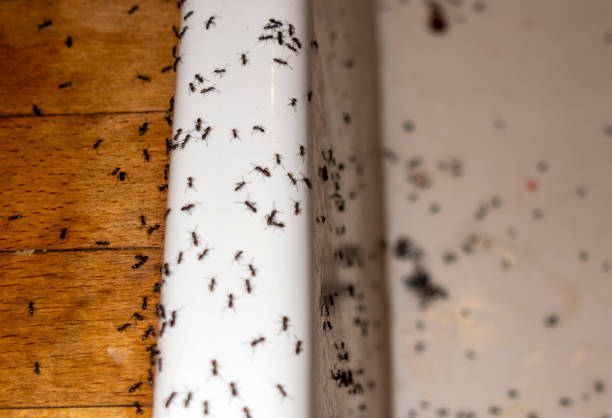 Best Best Pest Control Companies  in Holiday, FL