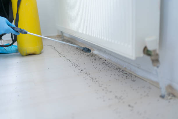 Best Mosquito Control Services  in Holiday, FL